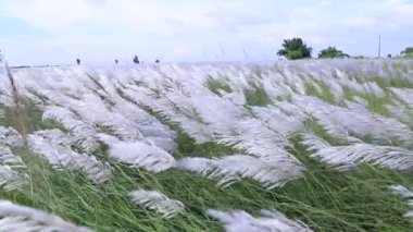 Sonbahar ikonu. Çiçek eken Kans otu (Saccharum spontaneum) bitkisi. Parlak güneş ışığıyla rüzgarda sallanıyor