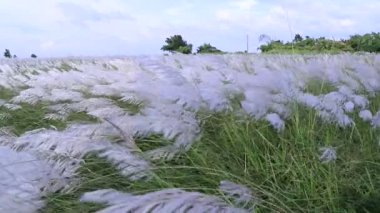 Sonbahar ikonu. Çiçek eken Kans otu (Saccharum spontaneum) bitkisi. Parlak güneş ışığıyla rüzgarda sallanıyor