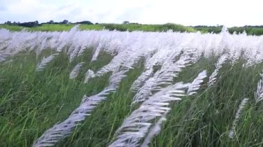Sonbahar ikonu. Çiçek eken Kans otu (Saccharum spontaneum) bitkisi. Parlak güneş ışığıyla rüzgarda sallanıyor