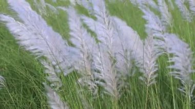 Sonbahar ikonu. Çiçek eken Kans otu (Saccharum spontaneum) bitkisi. Parlak güneş ışığıyla rüzgarda sallanıyor