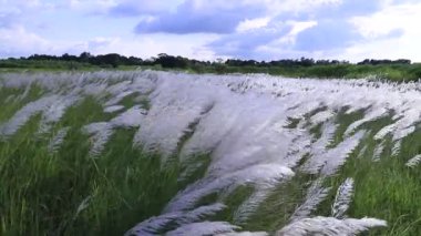 Sonbahar ikonu. Çiçek eken Kans otu (Saccharum spontaneum) bitkisi. Parlak güneş ışığıyla rüzgarda sallanıyor