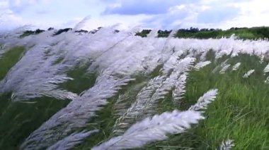 Sonbahar ikonu. Çiçek eken Kans otu (Saccharum spontaneum) bitkisi. Parlak güneş ışığıyla rüzgarda sallanıyor