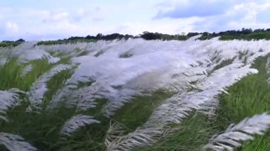Sonbahar ikonu. Çiçek eken Kans otu (Saccharum spontaneum) bitkisi. Parlak güneş ışığıyla rüzgarda sallanıyor