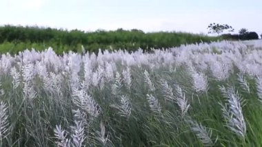 Sonbahar ikonu. Çiçek eken Kans otu (Saccharum spontaneum) bitkisi. Parlak güneş ışığıyla rüzgarda sallanıyor