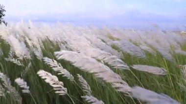 Sonbahar ikonu. Çiçek eken Kans otu (Saccharum spontaneum) bitkisi. Parlak güneş ışığıyla rüzgarda sallanıyor