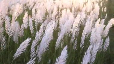 Sonbahar ikonu. Çiçek eken Kans otu (Saccharum spontaneum) bitkisi. Rüzgarda esen altın saat günbatımı manzaralı