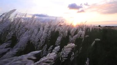 Sonbahar ikonu. Çiçek eken Kans otu (Saccharum spontaneum) bitkisi. Rüzgarda esen altın saat günbatımı manzaralı
