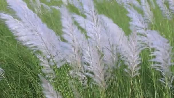 Ikoon Van Herfst Bloeiende Kans Gras Saccharum Spontaneum Bloemen Plant Videoclip