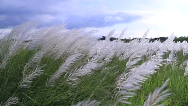 秋のアイコン ブルーミングカンザス草 サッカリウム自発性 花の植物 明るい日差しで風に揺れる — ストック動画