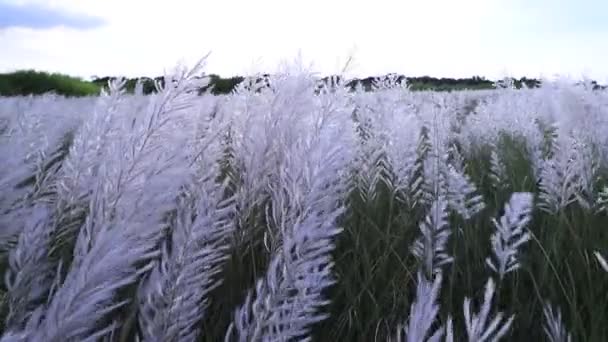 秋のアイコン ブルーミングカンザス草 サッカリウム自発性 花の植物 明るい日差しで風に揺れる — ストック動画