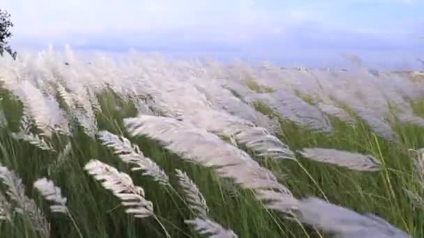 Icon Autumn Blooming Kans Grass Saccharum Spontaneum Flowers Plant Swings — Stock Video