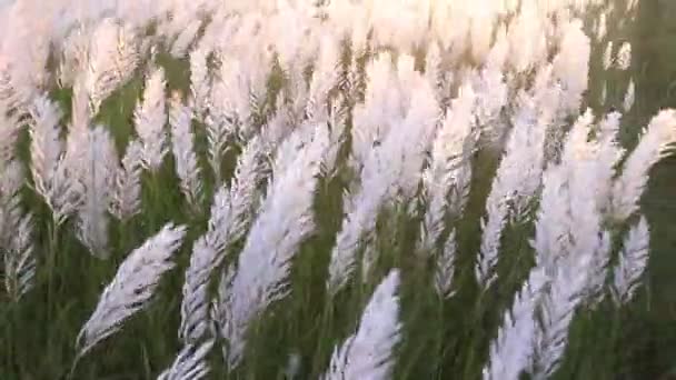 秋のアイコン ブルーミングカンザス草 サッカリウム自発性 花の植物 ゴールデンタイムの夕日ビューで風に吹く — ストック動画