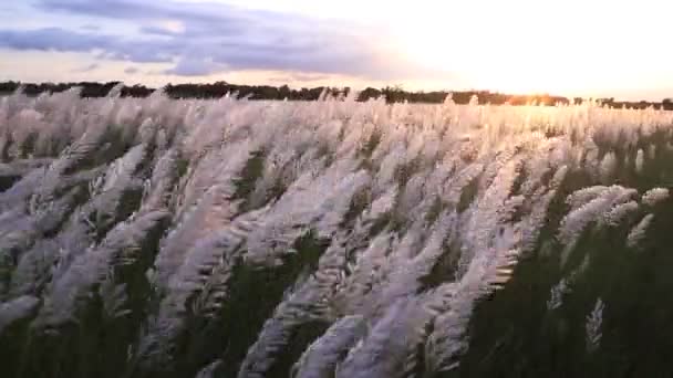 秋のアイコン ブルーミングカンザス草 サッカリウム自発性 花の植物 ゴールデンタイムの夕日ビューで風に吹く — ストック動画