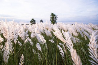 Autumn Icon 'un manzara görüntüsü. Çiçek tarlası bulutlu blu gökyüzü ile çiçek tarlası