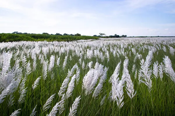 Landscape view of  Autumn Icon.  Blooming Kans grass (Saccharum spontaneum) flowers field with cloudy blu sky