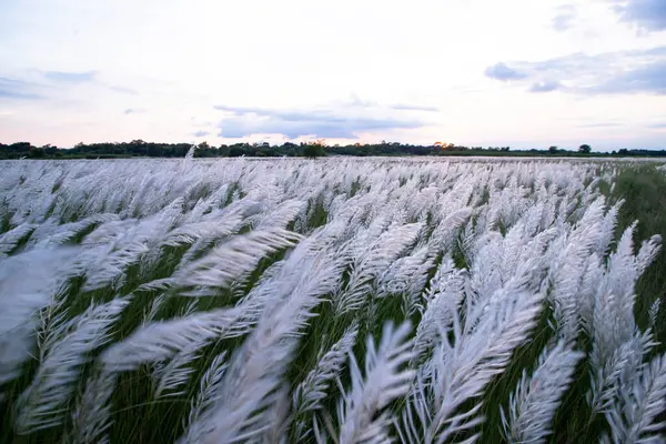 Landscape view of  Autumn Icon.  Blooming Kans grass (Saccharum spontaneum) flowers field with cloudy blu sky