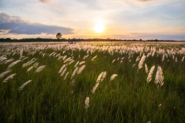 Landscape view Icon of Autumn.  Blooming Kans  grass (Saccharum spontaneum) flower field with Golden-hour Sunset