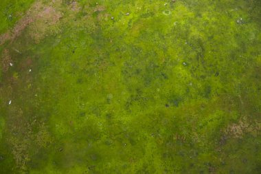 Fungi Green Moss Texture abstract background concrete wall. Rusty, Grungy, Gritty Vintage Background