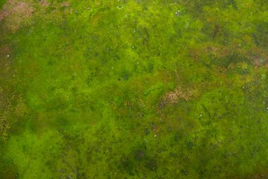 Fungi Green Moss Texture abstract background concrete wall. Rusty, Grungy, Gritty Vintage Background