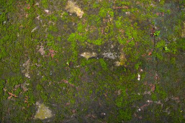 Fungi Green Moss Texture abstract background concrete wall. Rusty, Grungy, Gritty Vintage Background