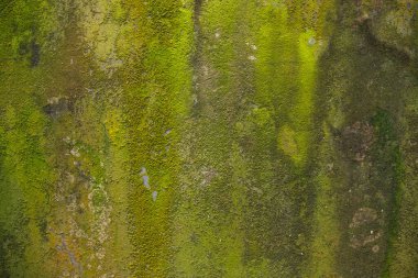 Fungi Green Moss Texture abstract background concrete wall. Rusty, Grungy, Gritty Vintage Background