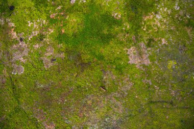 Lichen Mantarı Yeşil Yosun, eski Yapılandırma Duvarı soyut Doku arka planında. Rusty, Grungy, Gritty Vintage Geçmişi