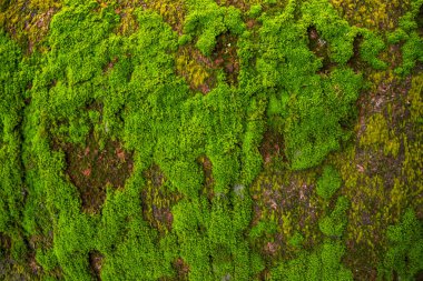 Mantar Yeşil Yosun eski beton duvar soyut doku arka plan duvar kağıdı. Rusty, Grungy, Gritty Vintage Geçmişi