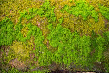 Mantar Yeşil Yosun eski beton duvar soyut doku arka plan duvar kağıdı. Rusty, Grungy, Gritty Vintage Geçmişi