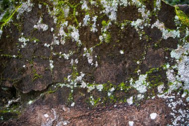 Lichen Mantarı Yeşil Yosun, eski Yapılandırma Duvarı soyut Doku arka planında. Rusty, Grungy, Gritty Vintage Geçmişi