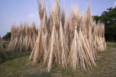 Birçok Jute çubuğu Sadarpur, Faridpur, Bangladeş 'te güneşte kurumak için istiflenir. İlk ve tek Jute ekimi Faridpur, Bangladeş 'te.