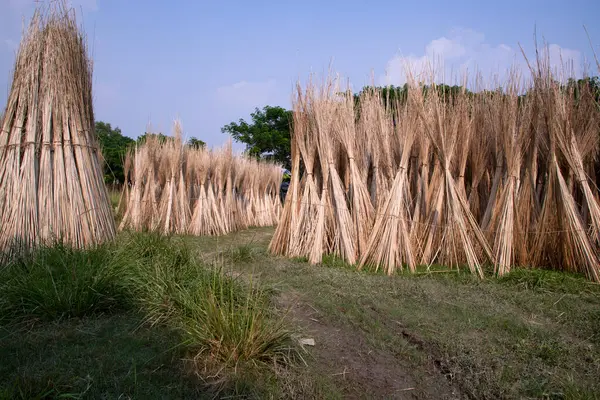 Birçok Jute çubuğu Sadarpur, Faridpur, Bangladeş 'te güneşte kurumak için istiflenir. İlk ve tek Jute ekimi Faridpur, Bangladeş 'te.