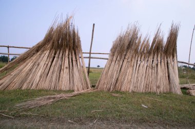 Birçok Jute çubuğu Sadarpur, Faridpur, Bangladeş 'te güneşte kurumak için istiflenir. İlk ve tek Jute ekimi Faridpur, Bangladeş 'te.