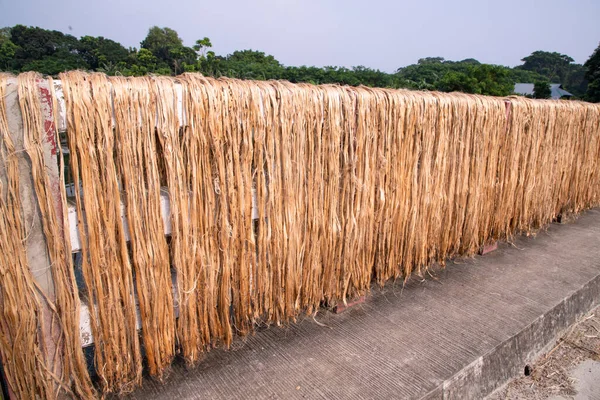 Golden wet raw jute fiber hanging under the sunlight for drying in Bangladesh . This is the Called Golden Fiber in Bangladesh