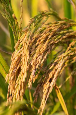 Pirinç tarlasının altın taneli pirinç filizi hasadı. Seçici Odaklanma