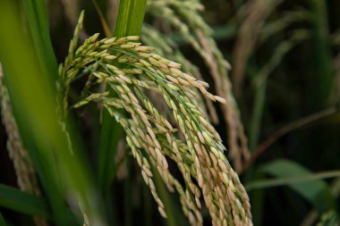 Pirinç tarlasının altın taneli pirinç filizi hasadı. Seçici Odaklanma