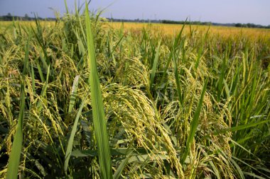 Pirinç tanecikleri tarım arazisi manzarasına sıçradı
