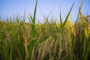 Pirinç tanecikleri tarım arazisi manzarasına sıçradı