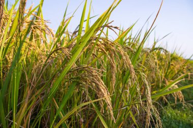 Pirinç tanecikleri tarım arazisi manzarasına sıçradı