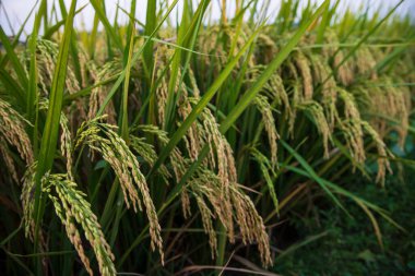 Pirinç tanecikleri tarım arazisi manzarasına sıçradı