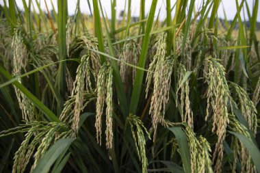 Pirinç tanecikleri tarım arazisi manzarasına sıçradı