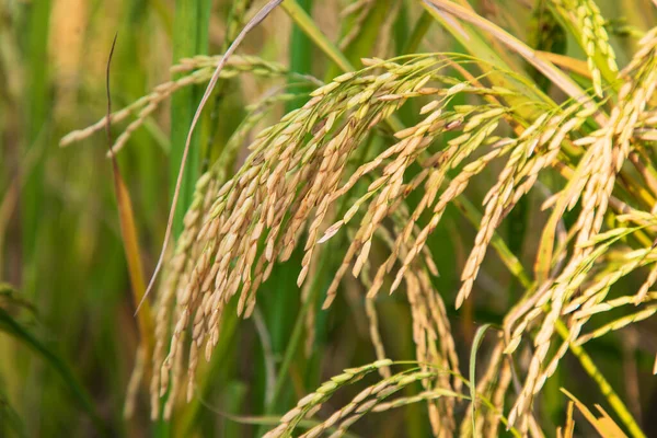 stock image Golden grain rice spike harvest of Rice field. Selective Focus