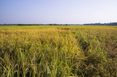 Bangladeş 'te mavi gökyüzü olan pirinç tarlalarının tarım manzarası