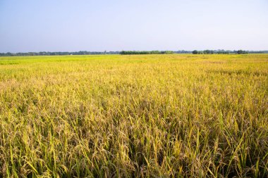 Bangladeş 'te mavi gökyüzü olan pirinç tarlalarının tarım manzarası