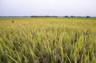 Bangladeş 'te mavi gökyüzü olan pirinç tarlalarının tarım manzarası