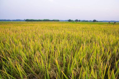Bangladeş 'te mavi gökyüzü olan pirinç tarlalarının tarım manzarası