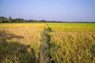 Bangladeş 'te mavi gökyüzü olan pirinç tarlalarının tarım manzarası