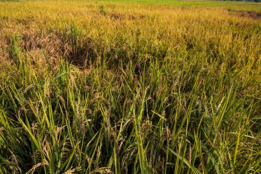 Üst düzey tahıl pirinç tarlası tarım arazisi