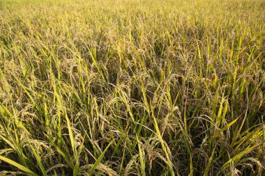 Üst düzey tahıl pirinç tarlası tarım arazisi