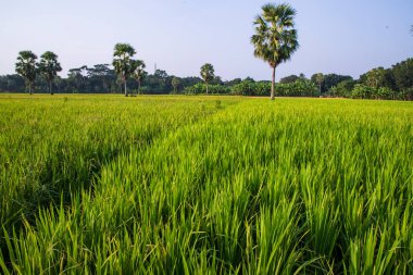 Bangladeş 'in kırsalındaki pirinç tarlalarının tarım manzarası