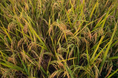 Üst düzey tahıl pirinç tarlası tarım arazisi